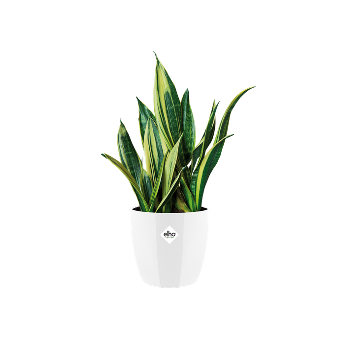 brussels diamond rond 22cm blanc
